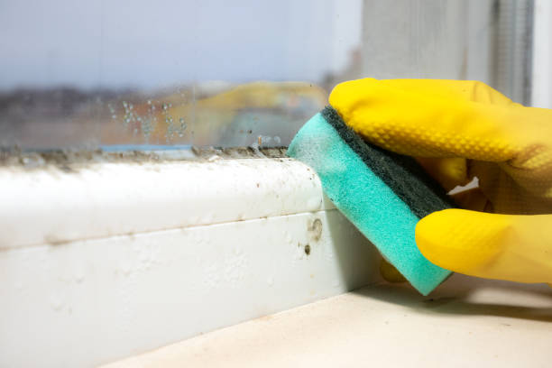 Best Basement Mold Removal  in Waterloo, WI